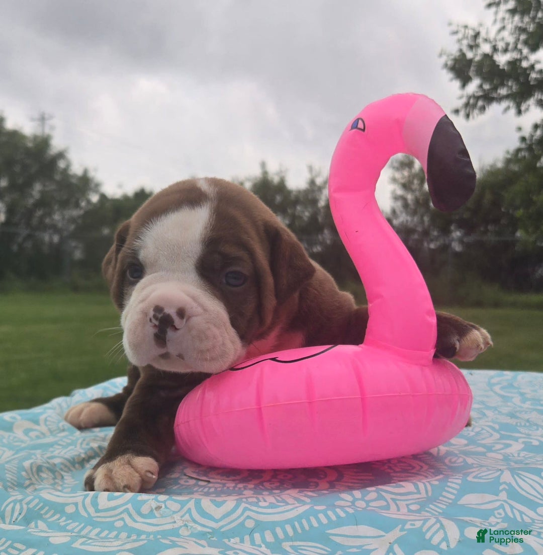 American Bulldog dogs for sale: Miss Honey - Listing for pets: Miss Honey, Matilda, Miss Trenchbell, Harry - Image 13
