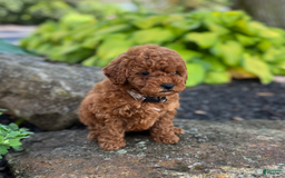 Mini Goldendoodle dogs for sale: Leeli - Image 7
