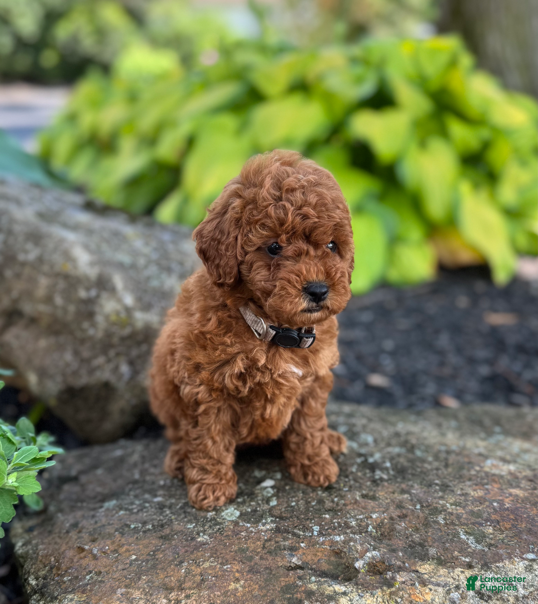 Mini Goldendoodle dogs for sale: Leeli - Image 7