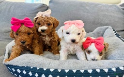 Mini Goldendoodle dogs for sale: Petite Elsa - Image 11