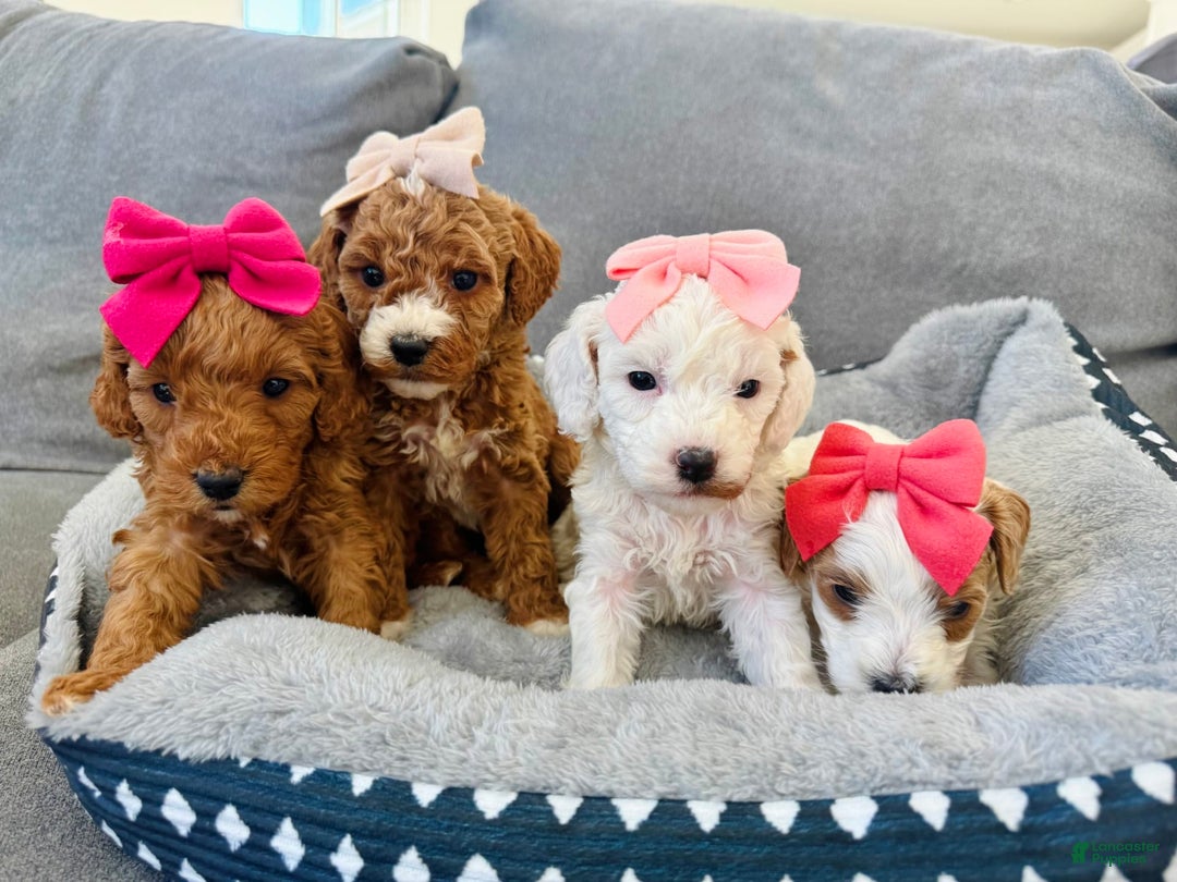 Mini Goldendoodle dogs for sale: Petite Elsa - Image 11