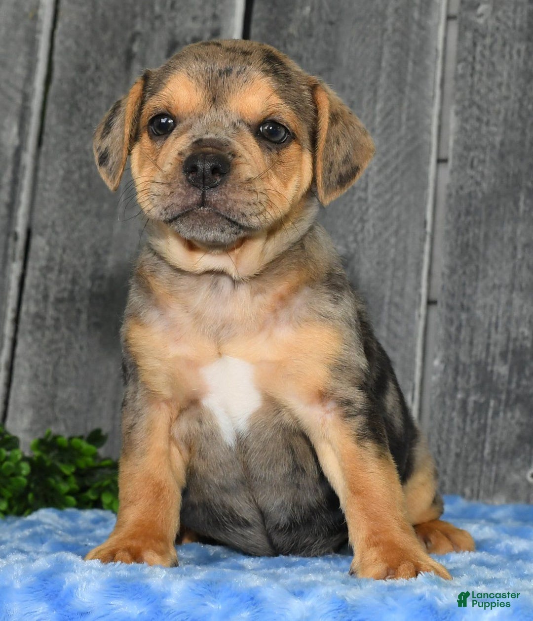 Beabull dogs for sale: Kate - Image 1