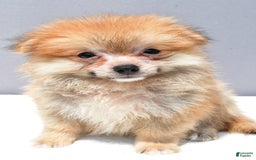 Pomeranian dogs for sale: Ian - Image 5