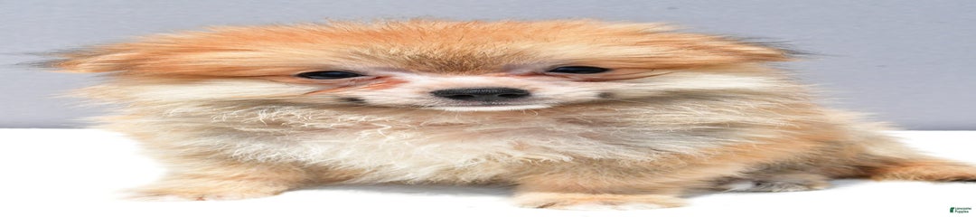 Ian