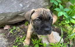Cane Corso dogs for sale: Mandisa - Image 16