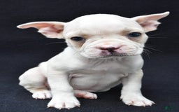 Boston Terrier dogs for sale: Jezabel - Image 2