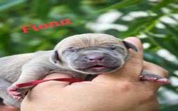 Great Dane dogs for sale: Fiona - Image 1