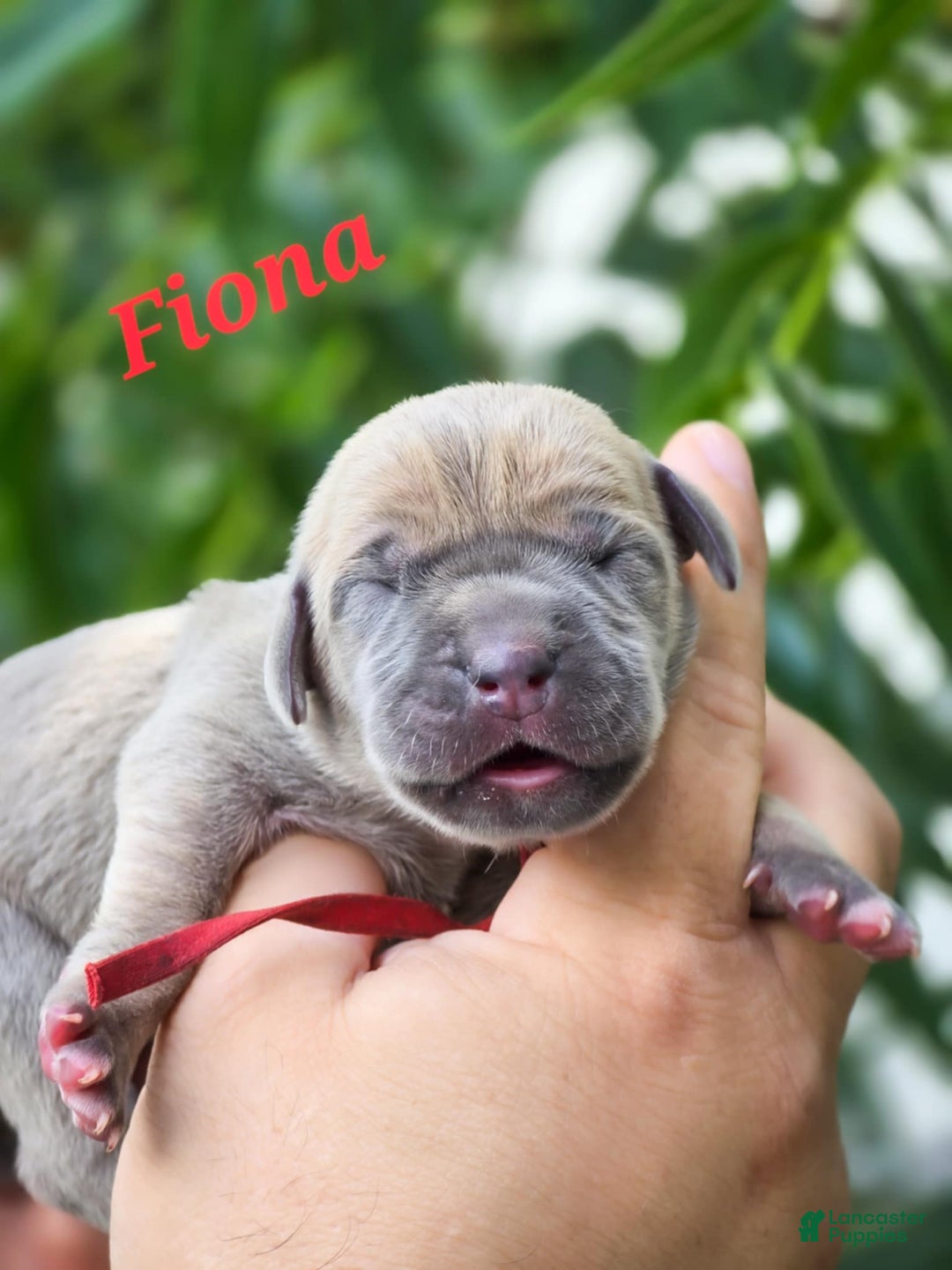 Great Dane dogs for sale: Fiona - Image 1