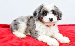 Mini Aussiedoodle dogs for sale: Logan - Image 2