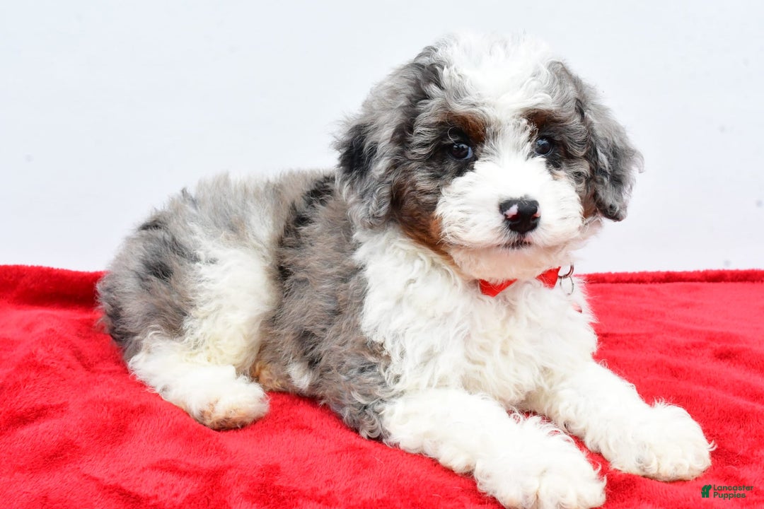 Mini Aussiedoodle dogs for sale: Logan - Image 2