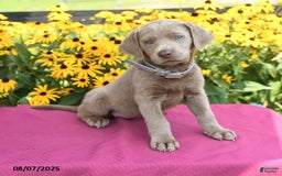 Labrador Retriever dogs for sale: Clover - Image 5