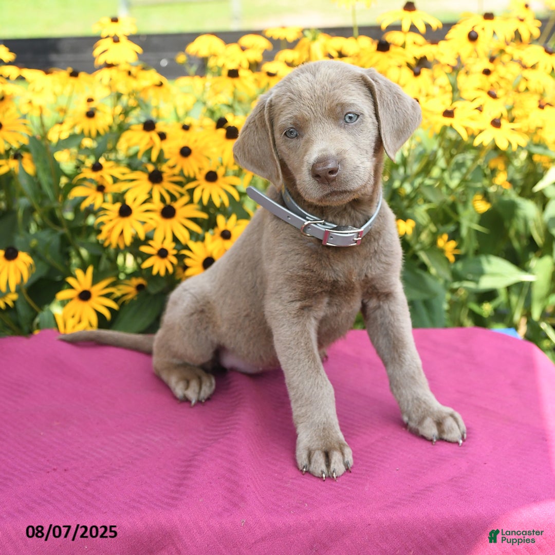 Labrador Retriever dogs for sale: Clover - Image 5