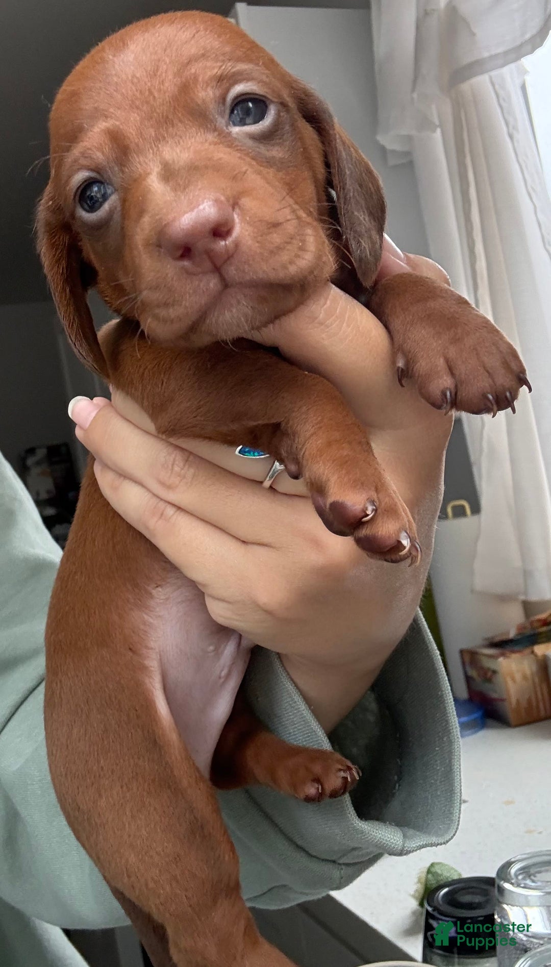 Miniature Dachshund dogs for sale: Otto - Image 10