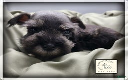Miniature Schnauzer dogs for sale: Quill - Image 13