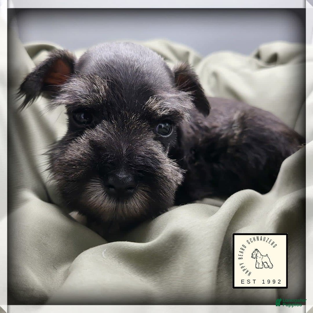 Miniature Schnauzer dogs for sale: Quill - Image 13
