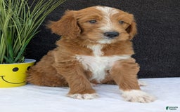 Goldendoodle dogs for sale: Mikey - Image 23