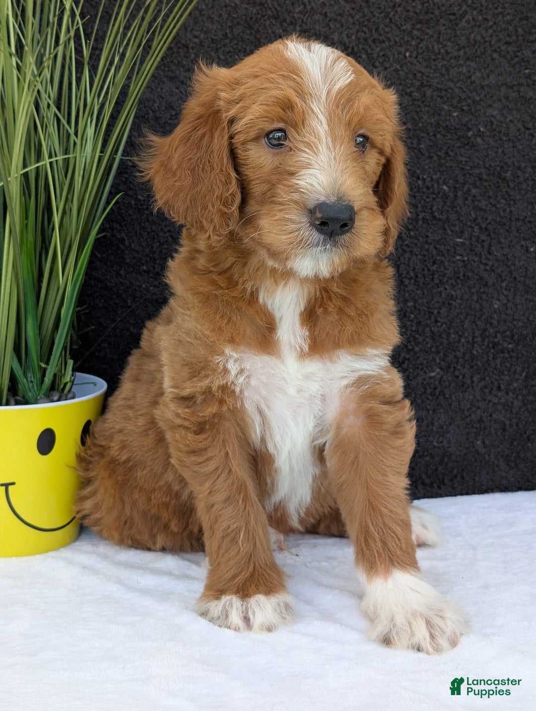 Goldendoodle dogs for sale: Mikey - Image 23