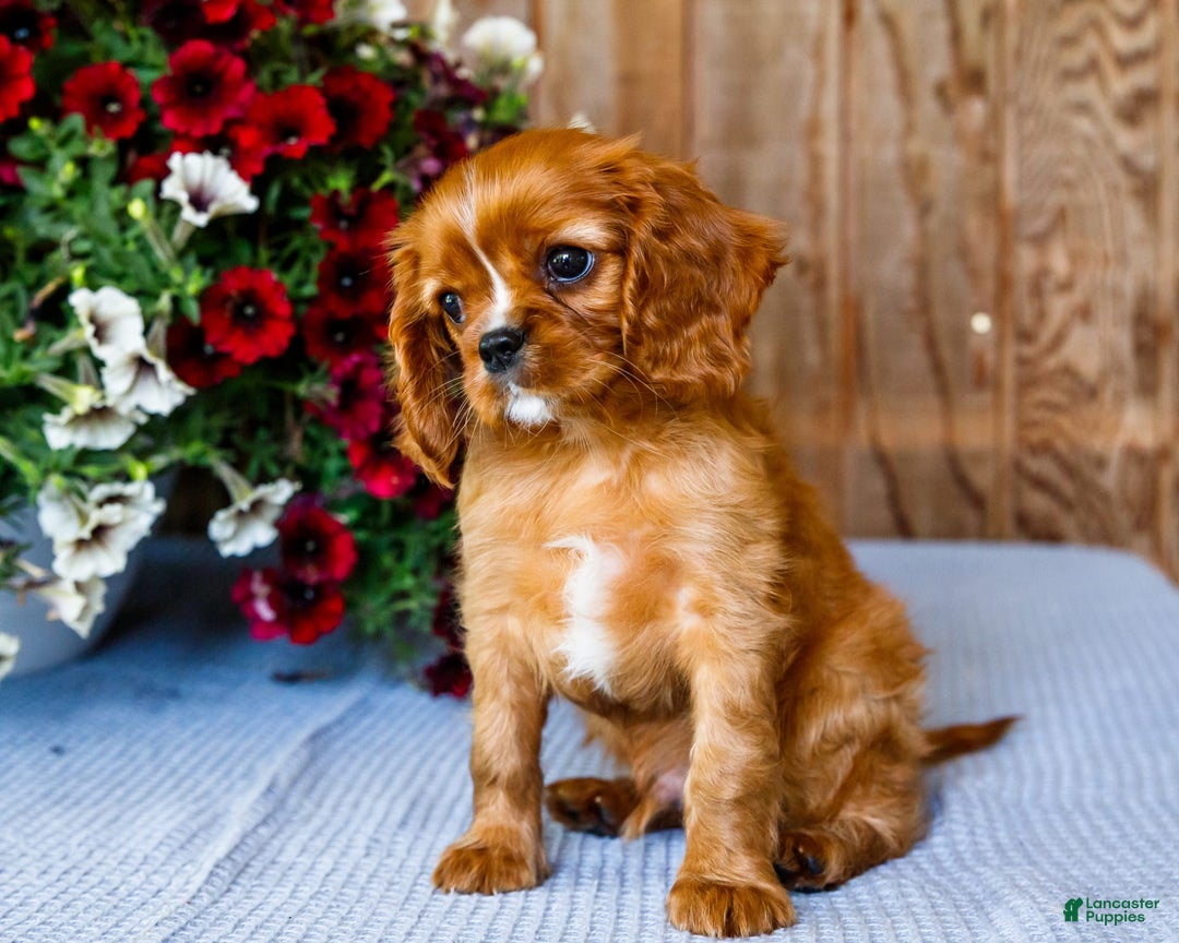 Cavalier King Charles Spaniel dogs for sale: Nicky - Image 14