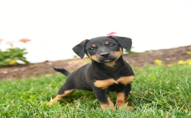 Jack Russell Terrier dogs for sale - Ad 1
