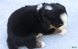 Bernese Mountain Dog dogs for sale: Parker AKC - Image 4