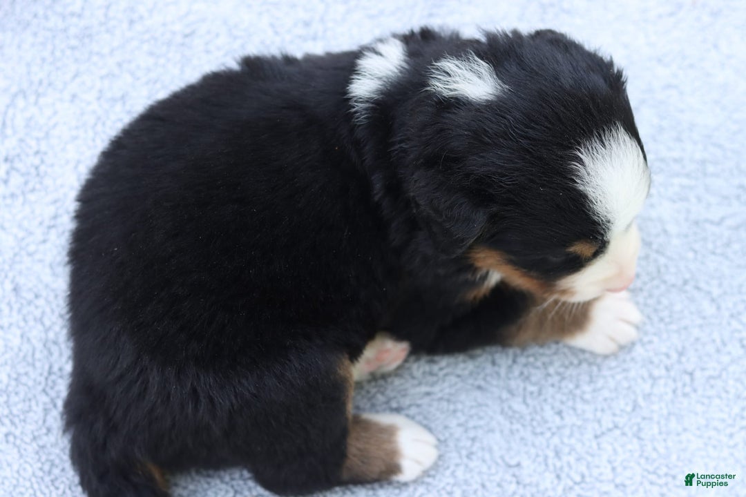 Bernese Mountain Dog dogs for sale: Parker AKC - Image 4