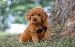 Mini Goldendoodle dogs for sale: Blaze - Image 2