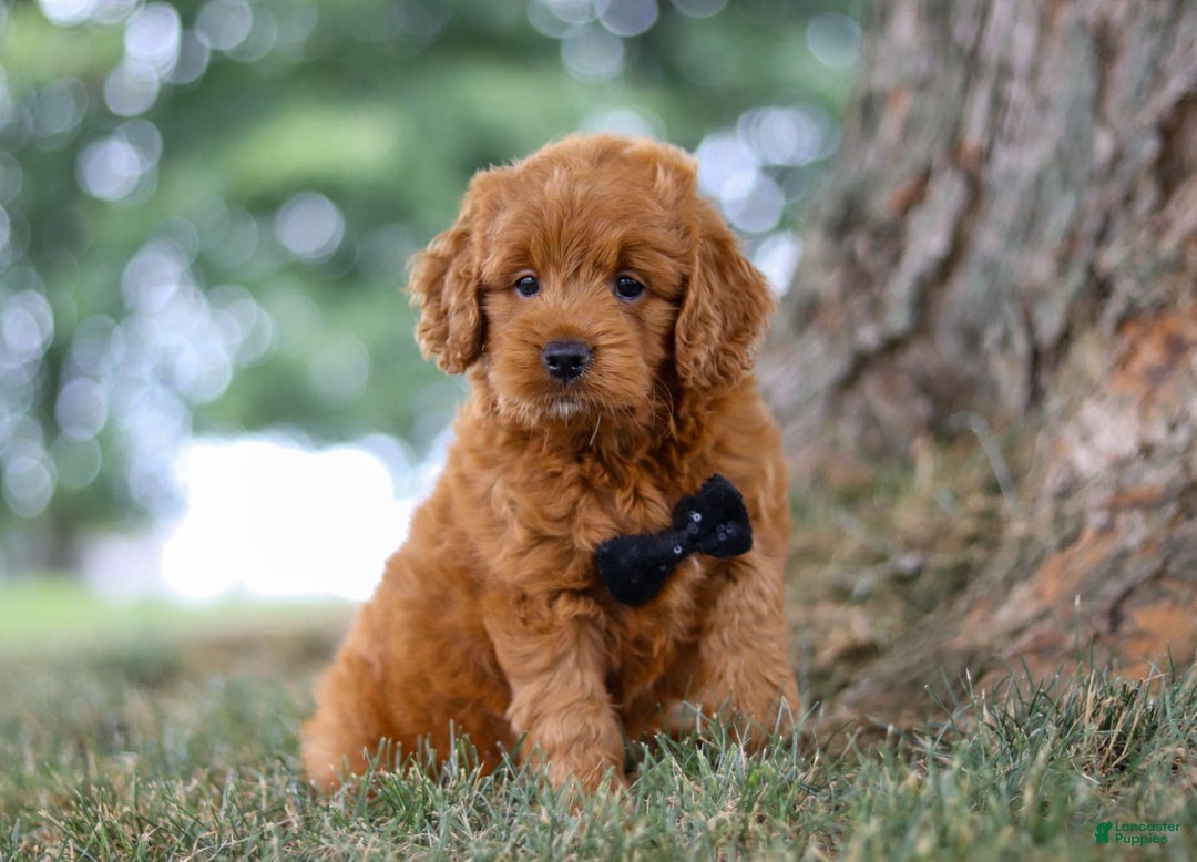 Mini Goldendoodle dogs for sale: Blaze - Image 2