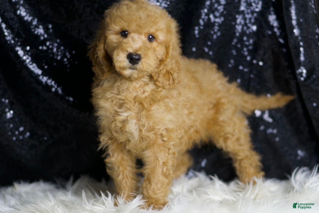 Mini Goldendoodle dogs for sale: Oxford - Image 4