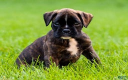 Boxer dogs for sale: Danny - Image 4