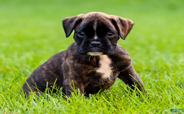 Boxer dogs for sale - Ad 4