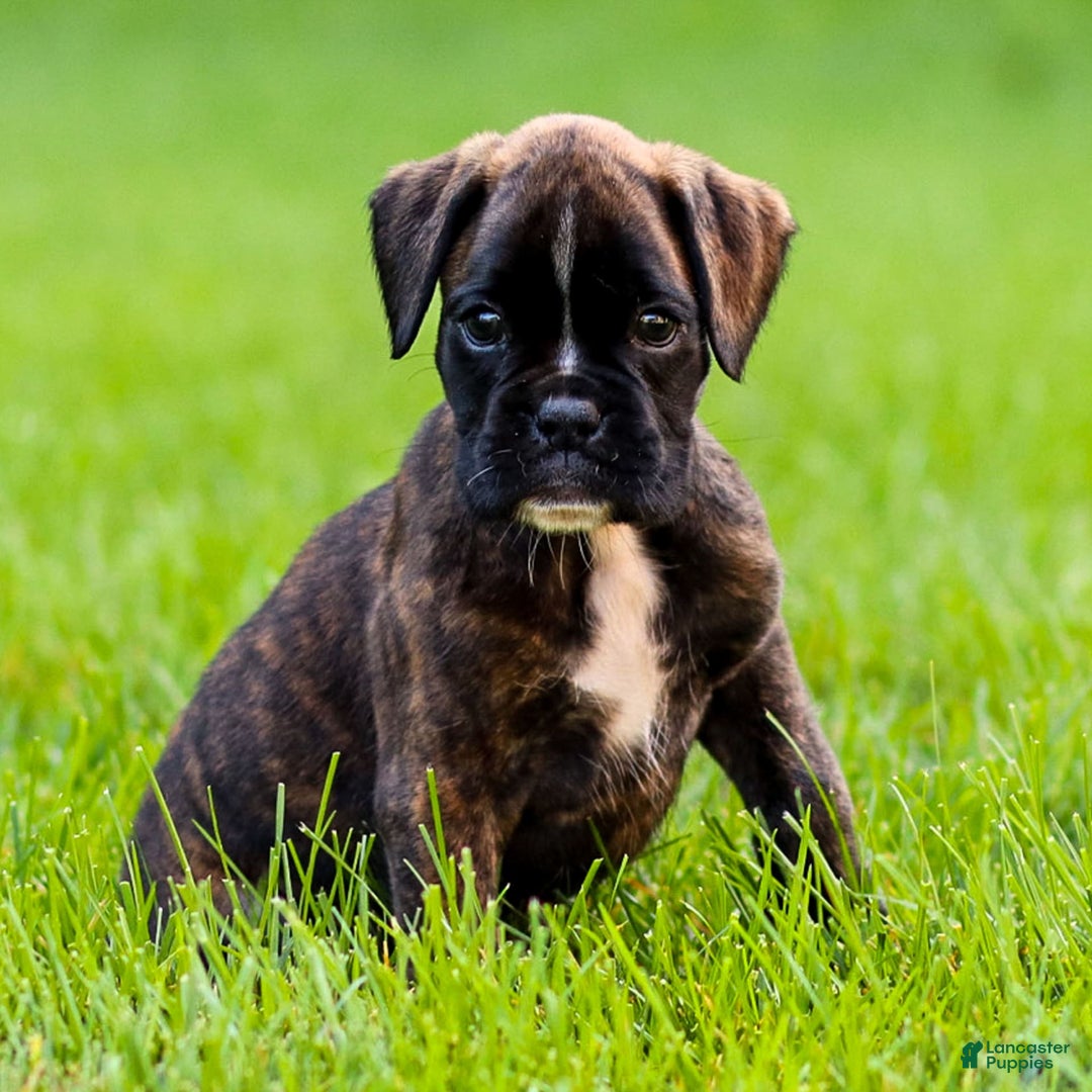 Boxer dogs for sale: Danny - Image 4