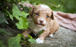 Miniature Poodle dogs for sale: Shadrack - Image 4