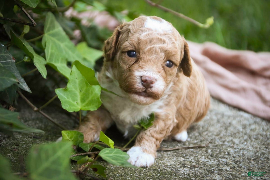 Miniature Poodle dogs for sale: Shadrack - Image 4