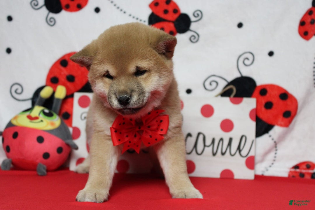 Shiba Inu dogs for sale: Larry - Image 32
