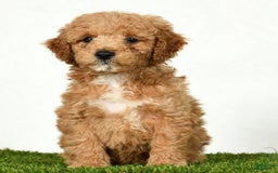 Mini Goldendoodle dogs for sale: Dallas - Image 3