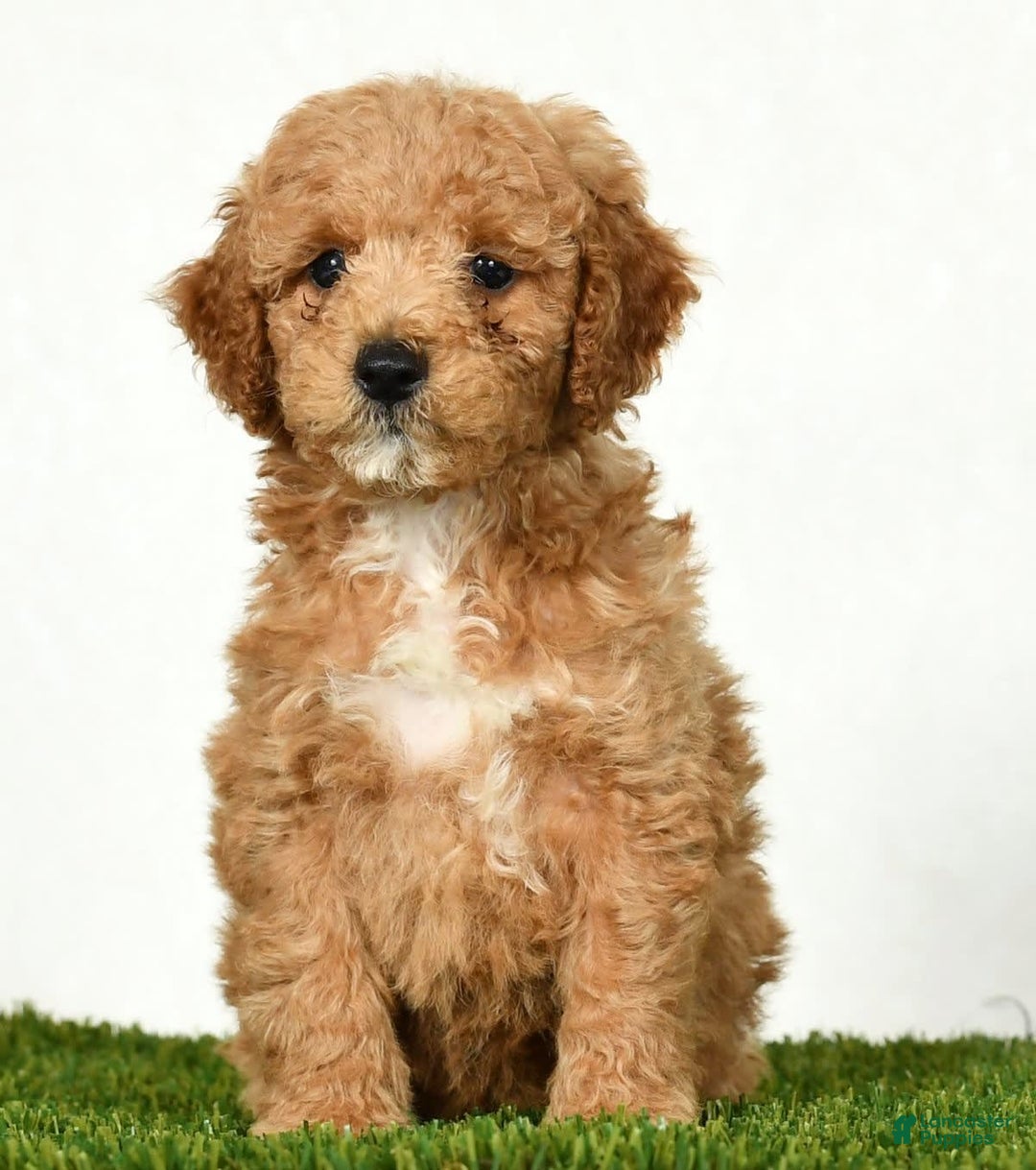 Mini Goldendoodle dogs for sale: Dallas - Image 3