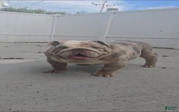 English Bulldog dogs for sale: Rj - Image 2