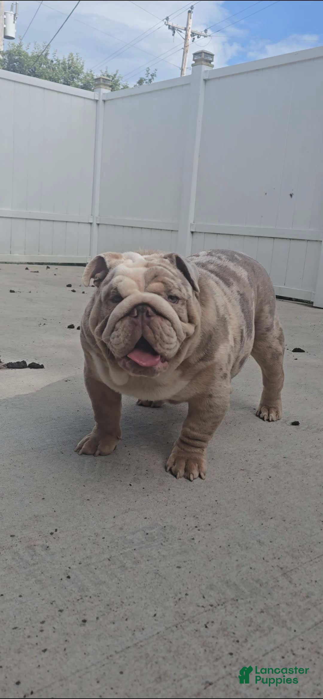 English Bulldog dogs for sale: Rj - Image 2