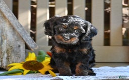 Cavapoo dogs for sale: Ronnie - Image 3