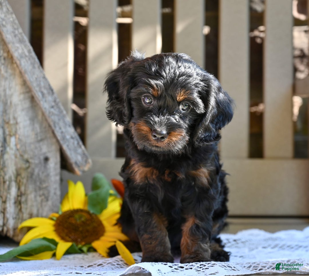 Cavapoo dogs for sale: Ronnie - Image 3