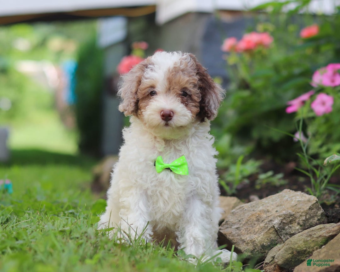 Mini Aussiedoodle dogs for sale: Blaze - Image 4