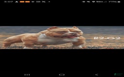 American Bully dogs for stud: T-REX - Image 9