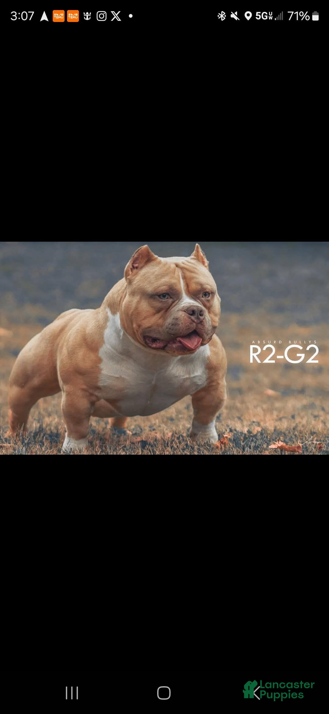American Bully dogs for stud: T-REX - Image 9