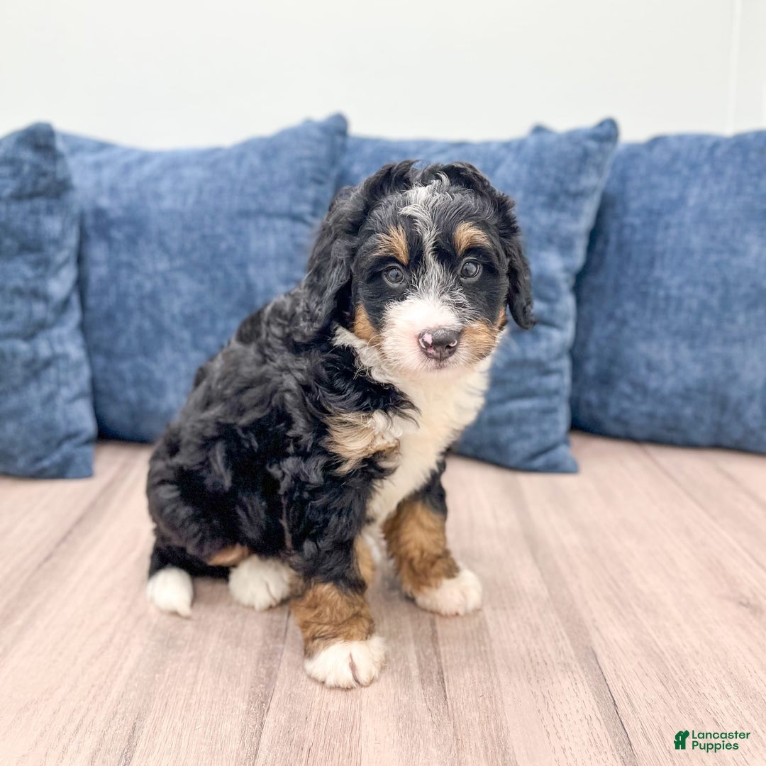 Mini Bernedoodle dogs for sale: Logan - Image 1