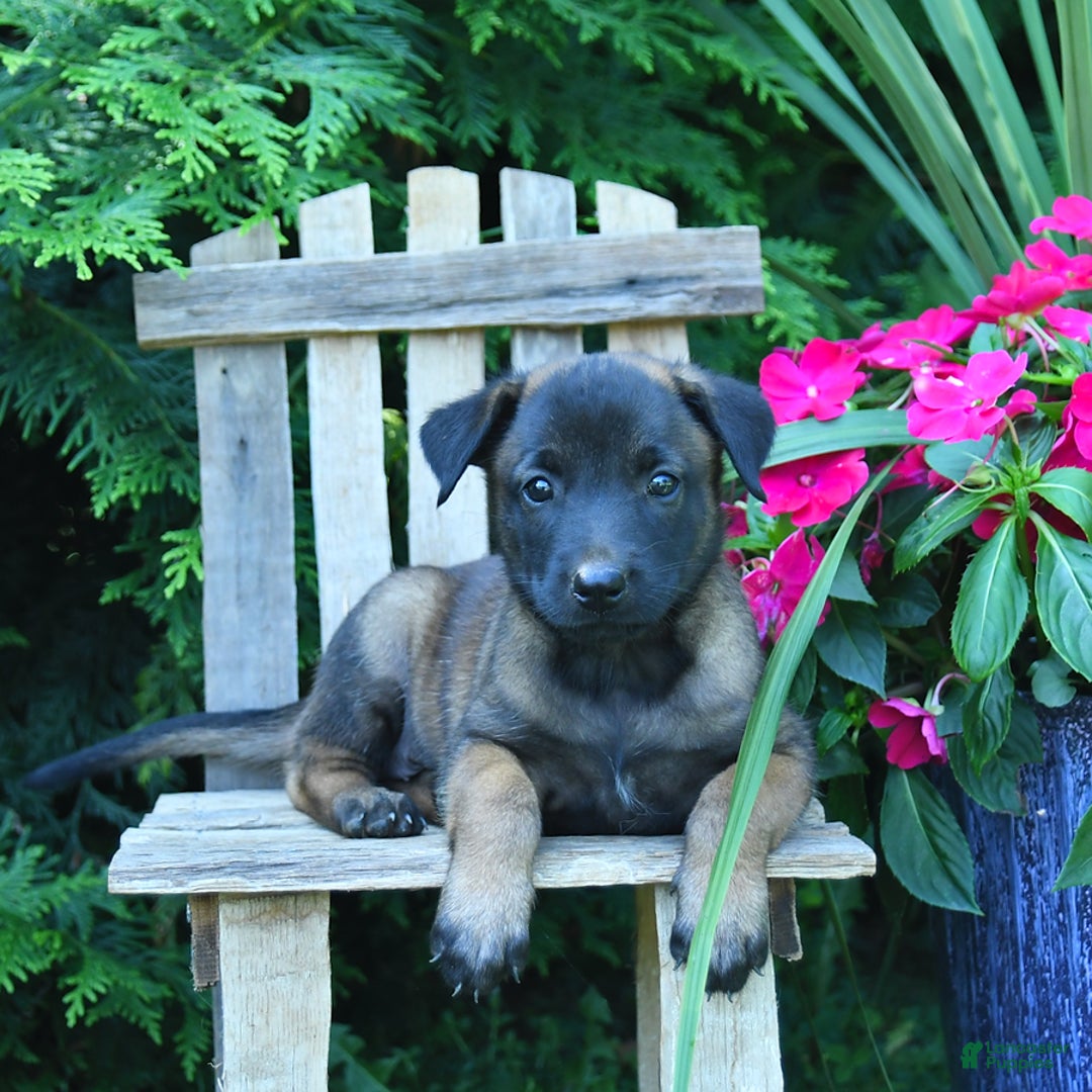 Belgian Malinois dogs for sale: Belgian Malinois 9 puppies - Image 10