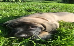 English Mastiff dogs for sale: Pinky - Image 16