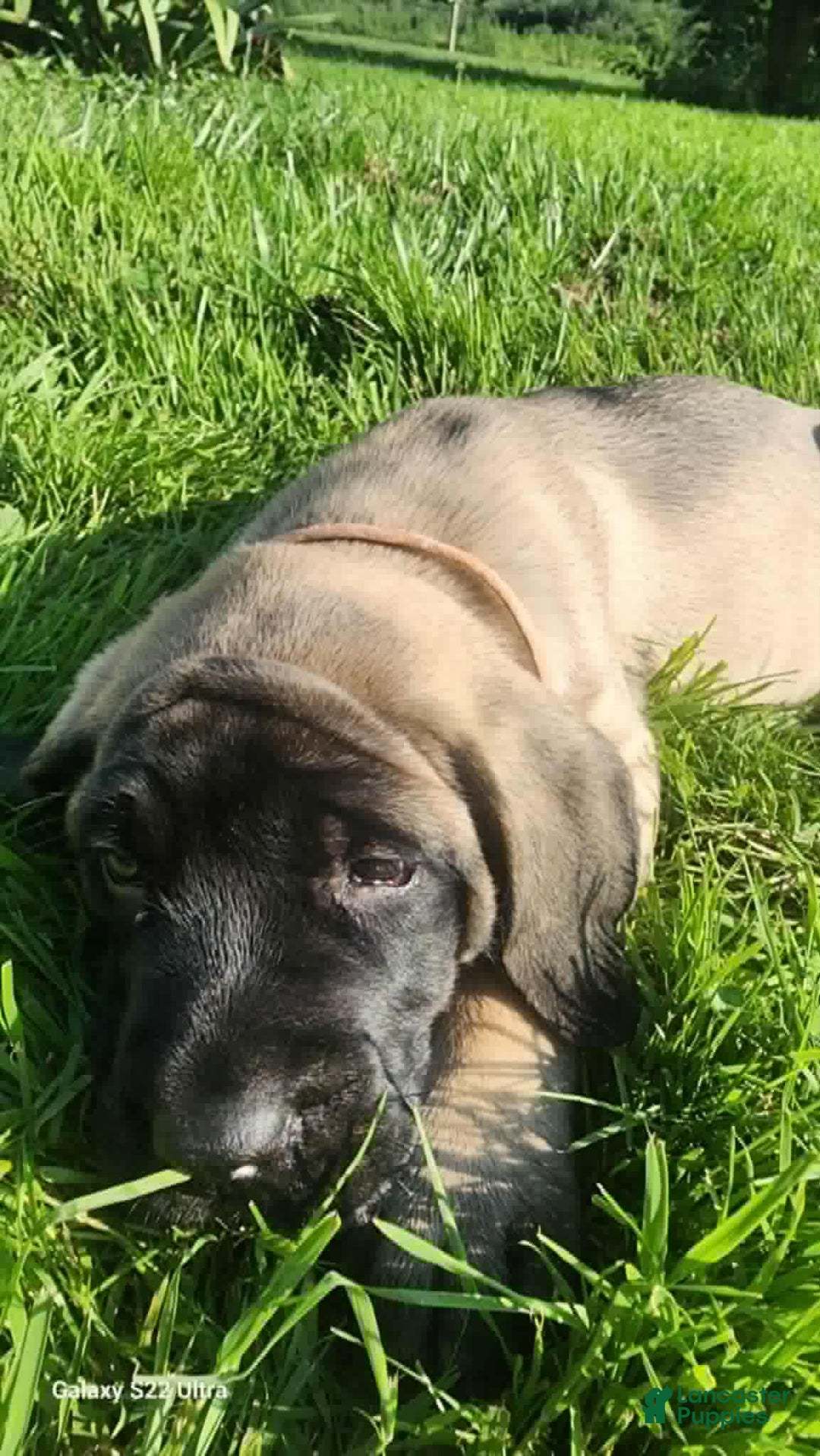 English Mastiff dogs for sale: Pinky - Image 16