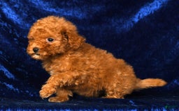 Mini Goldendoodle dogs for sale: Dixie - Image 8
