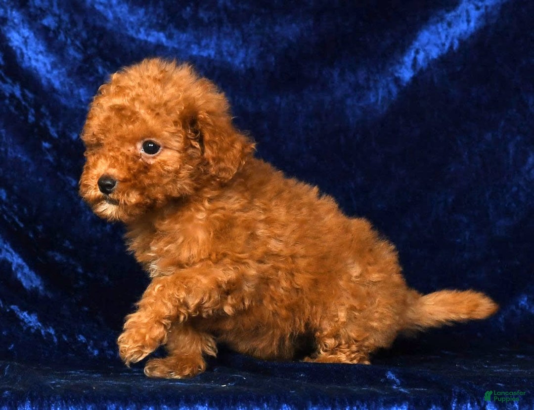 Mini Goldendoodle dogs for sale: Dixie - Image 8