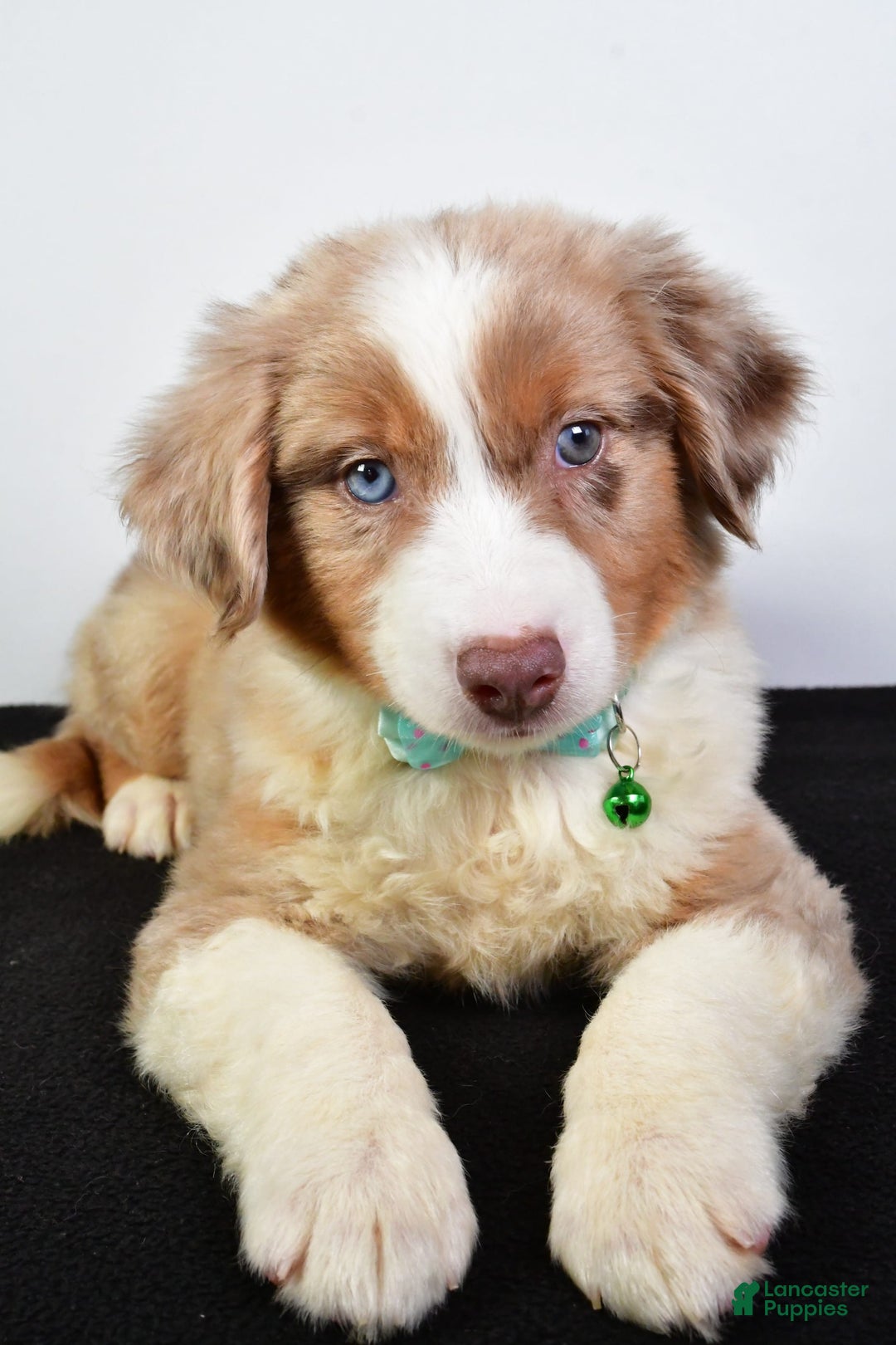 Australian Shepherd dogs for sale: Echo - Image 5